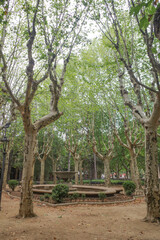 Olot, Spain - 7 August, 2024: Trees in the Plaza de Clara, Olot, Catalonia