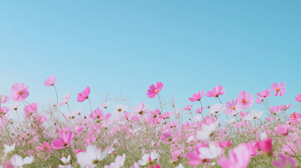 秋風に揺れるコスモス畑