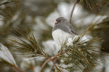 A little Dark Eyed Junco perches in a snowy Pine Tree surrounded by falling snowflakes.
