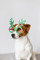 Cute Jack Russell Terrier dog wearing green reindeer horns glasses on white background. Christmas concept