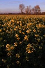 Naklejka premium Yellow flowers in the sun