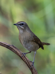 Siberian Rubythroat on the branch animal portrait.