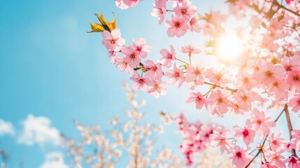 Sakura tree against blue sky.