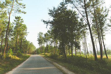 Camino de Santiago