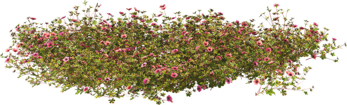 nepal cinquefoil miss willmott hq arch viz cutout plants
