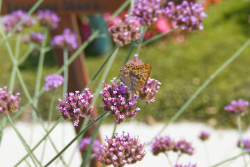 Silver-washed Fritillary butterfly (Argynnis paphia) sitting on pink flower in Zurich, Switzerland