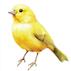 cute Canary watercolor clipart illustration isolated