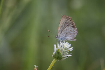  Lesser Grass Blue Perched on a grass flower, photographed at a close distance.