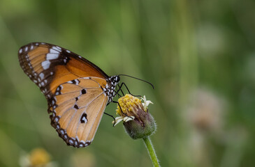 Plain tiger, African queen common love leaf caterpillar butterfly All butterflies in this subfamily are poisonous. It is thought to have been accumulated by eating leaves containing resin during the c