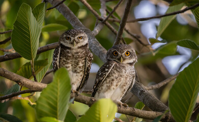 Spotted owlet (Athene brama) in garden animal portrait.