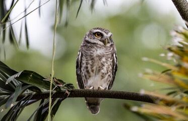 Spotted owlet (Athene brama) in garden animal portrait.
