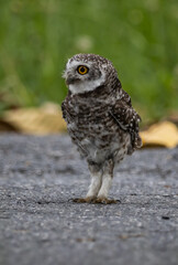 Spotted owlet (Athene brama) in garden animal portrait.