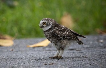 Spotted owlet (Athene brama) in garden animal portrait.