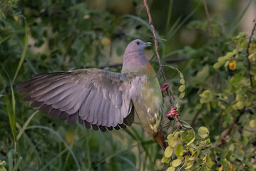 Pink-necked Pigeon It is a resident bird that can be found in Thailand.