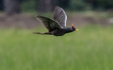 Watercock that is flying over rice fields in Thailand.