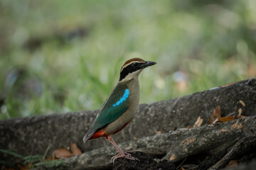 Fairy Pitta in park of Thailand.