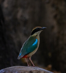 Fairy Pitta in park of Thailand.