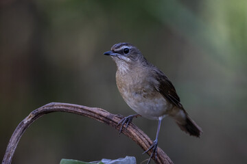 Siberian Rubythroat on the branch animal portrait.
