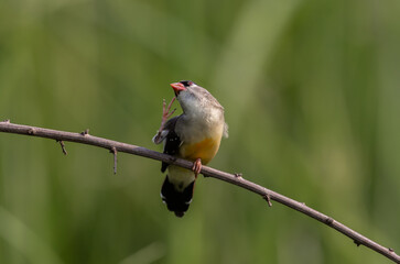 Red Avadavat perched on a branch in a field
