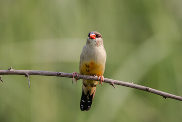 Red Avadavat perched on a branch in a field
