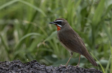 Siberian Rubythroat on the branch animal portrait.