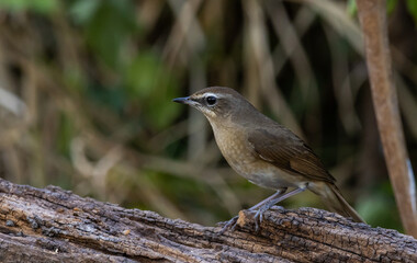Siberian Rubythroat on the branch animal portrait.