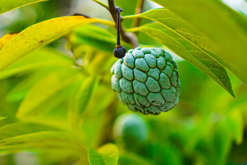 Sugar apples or sweetsops (Annona Squamosa). In Indonesia called Srikaya fruit, hanging from a branch with green leaves.