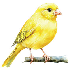 cute Canary watercolor clipart illustration isolated
