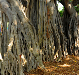 Banyan Tree