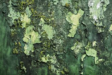 A grunge wall texture in dark green, with a rough, moss-covered surface and patches of peeling paint.