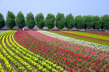 Colorful flower field in summer time at Furano town in Hokkaido prefecture,  Japan.