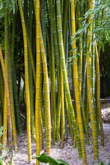 Dichter Bambuswald mit vielen grünen Stängeln