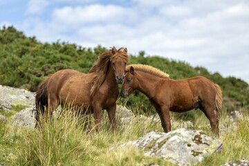 Fototapeta premium Zwei braune Pferde eine Stute und ein Fohlen stehen auf einer Wiese unter einem blauen Himmel