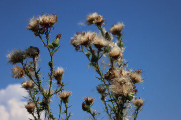 Faded pink creeping thistle flowers against blue sky on late summer. Cirsium arvense plant in bloom 