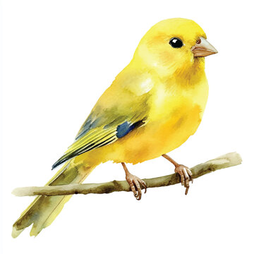 recommend clip art: cute Canary watercolor clipart illustration isolated