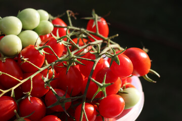  Green and red Datterino or Cherry tomatoes in a plastic bowl against dark background