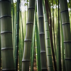 Fototapeta premium Bamboo forest close-up background