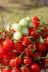  Green and red Datterino or Cherry tomatoes in a plastic bowl on summer 