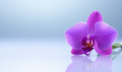 Fototapeta premium A beautiful purple orchid flower on a serene blue background, perfect for nature and floral themed projects.