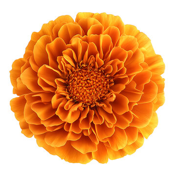 orange marigold flower isolated on transparent background Generative Ai.	