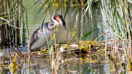great crested grebe