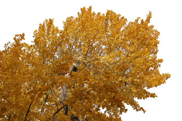 いちょうの木の切り抜き