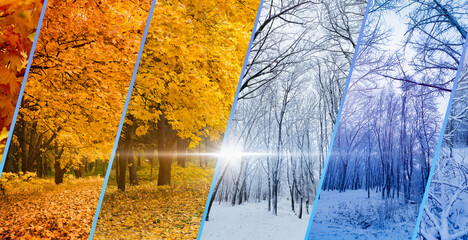 Collage illustrating transition from golden autumn to winter. Autumn leaves give way to snow-covered trees, capturing seasonal shift and beauty of nature, changing seasons and passage of time