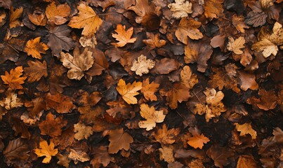 A close up of a pile of autumn leaves. The leaves are brown and scattered across the ground. Concept of autumn and the beauty of nature's changing colors