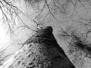tree in the woods
