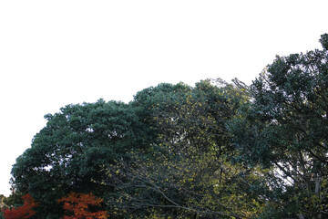 紅葉の木の切り抜き