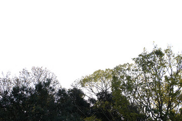 紅葉の木の切り抜き