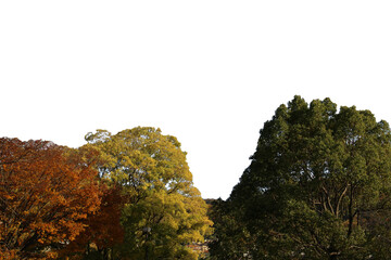 紅葉の木の切り抜き