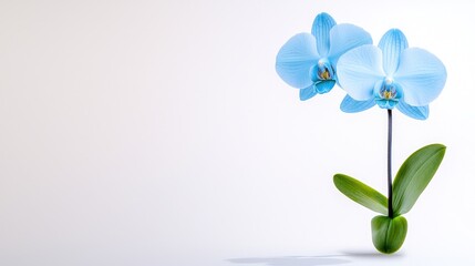 Delicate blue orchid flowers on a simple background, symbolizing beauty and tranquility in a minimalist design.