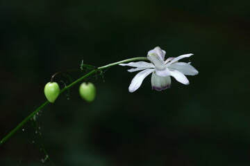 幻想的な森の妖精